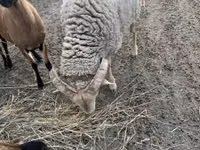 Ram, Merino sheep — photo 2