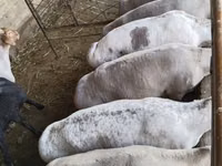 Ram, Sheep — photo 1