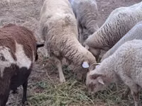 Oveja, Merino sheep — foto 3
