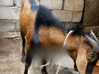Goats (batch, sex not specified), Red Sokoto goat — photo 3