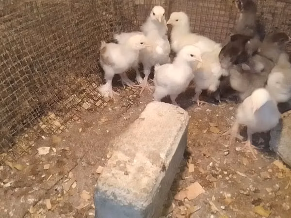 Brahma