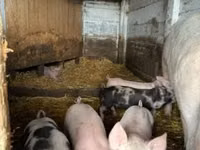 Schweine (Partie, Geschlecht nicht angegeben), Schweine — Foto 8