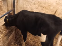 Bull, Cattle — photo 1
