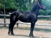فرس, Friesian — الصورة 4