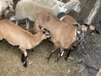 Schaf, Cameroon sheep — Foto 3