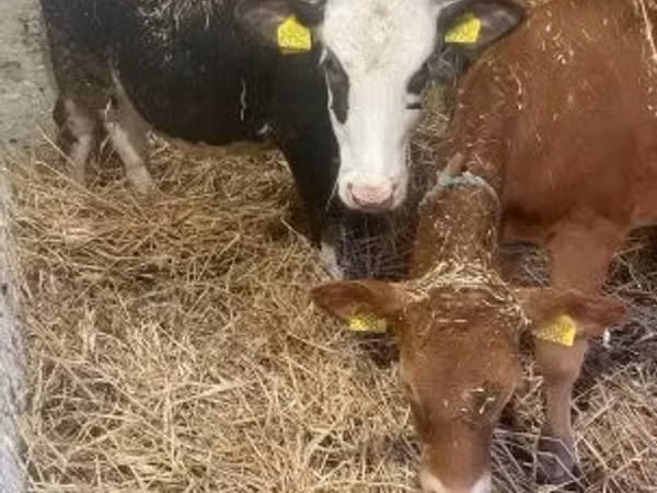 Cow, Holstein breed