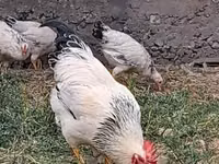 Chickens — photo 2