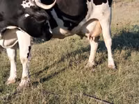 Cow, Holstein breed — photo 2