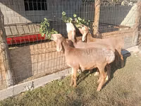 Schaf, Arashan sheep — Foto 3
