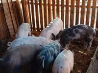 Eber, Schweine — Foto 1