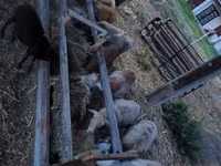 Ram, Cameroon sheep — photo 2