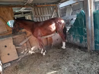 Yegua, Caballos — foto 1
