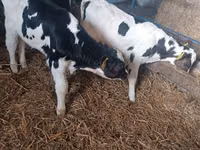 Bull, Russian Black pied cattle — photo 6