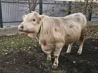 Toro, Charolais cattle — foto 2