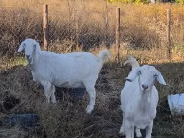 Goats (batch, sex not specified), Goats