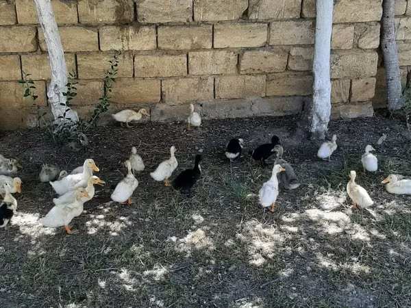 German Pekin