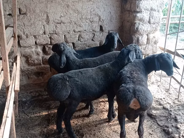 मेढ़ा, भेड़