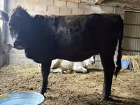 Cow, Swiss cattle — photo 3