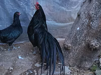 سوماترا — الصورة 2