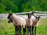 公羊, Romanov sheep — 照片 2