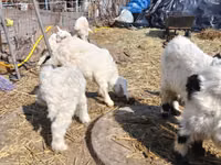 Billy Goat, Saanen goat — photo 3