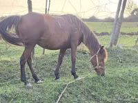घोड़ी, Azerbaijan horse — फ़ोटो 3