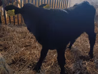 Cow, Limousin cow — photo 1