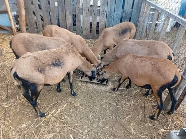 نعجة, Cameroon sheep