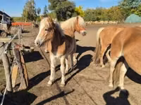 Mare, Haflinger — photo 2
