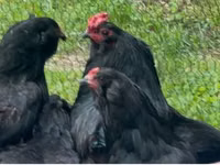 Araucana — photo 1