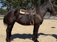 Stute, Percheron — Foto 3