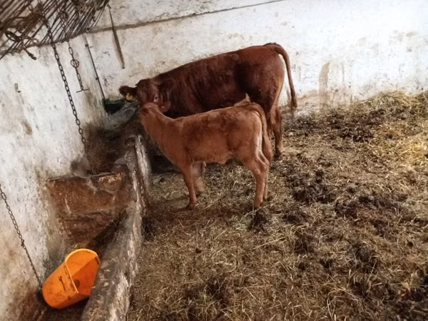 Cow, Cattle