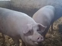 Schweine (Partie, Geschlecht nicht angegeben) — Foto 2