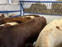 Vaca, Simmental cattle — foto 3