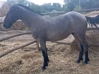 Caballo, Caballos — foto 1