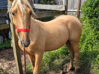فرس, Palomino — الصورة 1