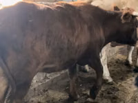 بقرة, Simmental cattle — الصورة 5