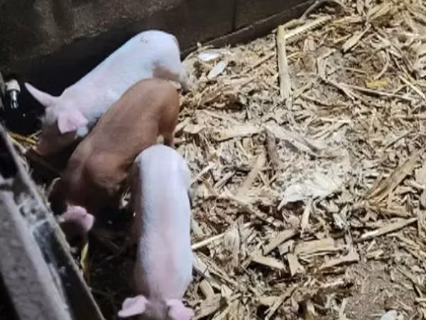 Schweine (Partie, Geschlecht nicht angegeben), 