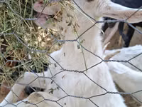 ماعز (دفعة، الجنس غير محدد), Saanen goat — الصورة 6