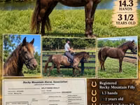Stute, Rocky Mountain Horse — Foto 1