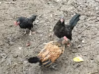 Chickens — الصورة 4