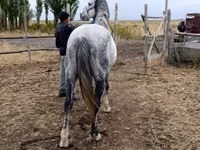 Horse (M), Friesian sport horse — photo 1