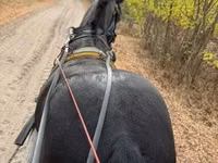 Horse (M), Horses — photo 4