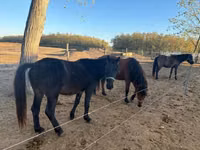 Horse (M), Hucul pony — photo 8
