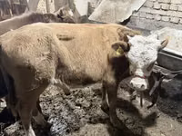 ثور, Simmental cattle — الصورة 1