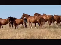 Stute, Kushum Horse — Foto 1