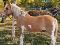母马, Shetland Pony — 照片 1