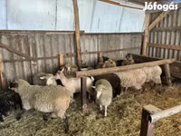 मेढ़ा, Merino sheep — फ़ोटो 1