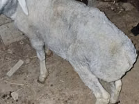 मेढ़ा, भेड़ — फ़ोटो 2