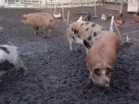 Schweine (Partie, Geschlecht nicht angegeben), Schweine — Foto 2